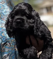 Champion line boy, a male Cocker Spaniel for sale in Van, TX – 2 of 10