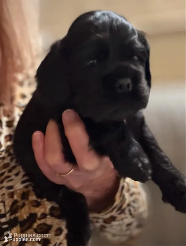 Champion line boy – Cocker Spaniel puppy for sale in Van, TX