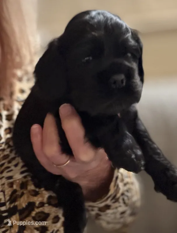 Champion line boy – Cocker Spaniel puppy for sale in Van, TX