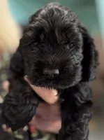 Ch line black boy, a male Cocker Spaniel for sale in Van, TX – 2 of 8