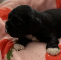 Black girl champion lines, a female Cocker Spaniel for sale in Van, TX – 4 of 7