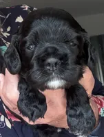 Black girl champion lines , a female Cocker Spaniel for sale in Van, TX – 2 of 6