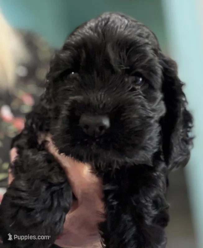 Ch line black boy – Cocker Spaniel puppy for sale in Van, TX