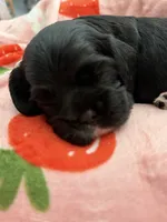 Black girl champion lines, a female Cocker Spaniel for sale in Van, TX – 7 of 7