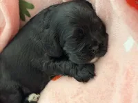 Black girl champion lines , a female Cocker Spaniel for sale in Van, TX – 5 of 6