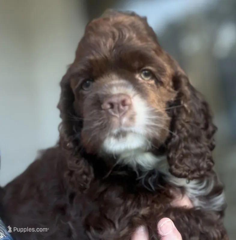 Brown boy  – Cocker Spaniel puppy for sale in Van, TX