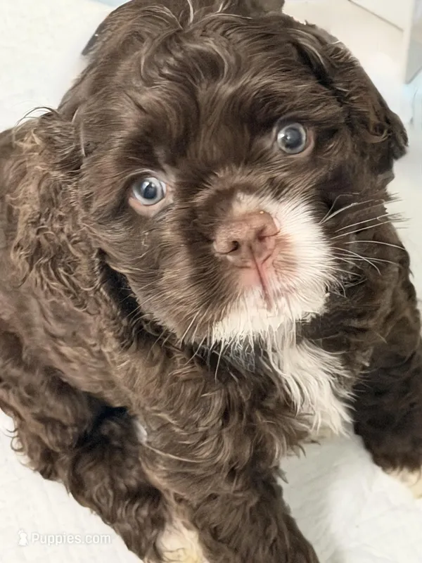 Brown boy  – Cocker Spaniel puppy for sale in Van, TX