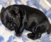Champion line boy, a male Cocker Spaniel for sale in Van, TX – 3 of 7