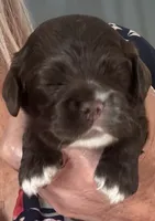 Brown girl champion lines, a female Cocker Spaniel for sale in Van, TX – 4 of 8