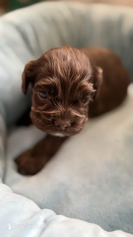 Brown girl – Cocker Spaniel puppy for sale in Van, TX