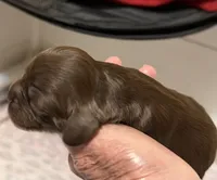 Champion line brown girl , a female Cocker Spaniel for sale in Van, TX – 2 of 7