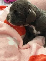 Brown girl champion lines, a female Cocker Spaniel for sale in Van, TX – 7 of 8