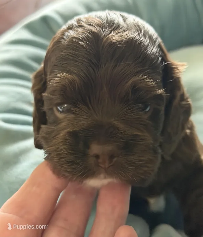 Ch Ln Boy, a male Cocker Spaniel for sale in Van, TX – Photo 1 of 5