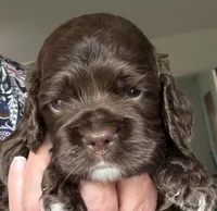Ch Ln Boy, a male Cocker Spaniel for sale in Van, TX – Photo 3 of 5