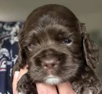 Ch Ln Boy, a male Cocker Spaniel for sale in Van, TX – Photo 2 of 5