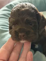 Ch Ln Boy, a male Cocker Spaniel for sale in Van, TX – Photo 4 of 5