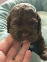 Ch Ln Boy, a male Cocker Spaniel for sale in Van, TX – Photo 5 of 5