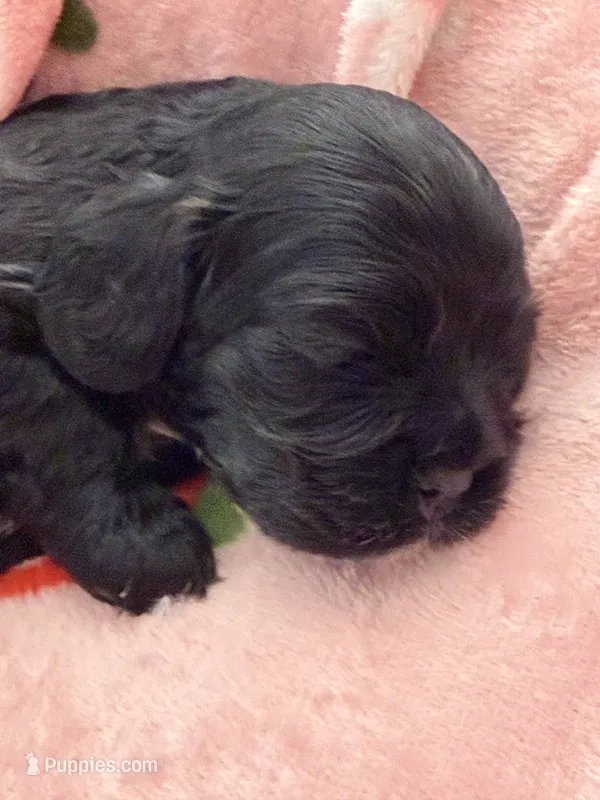 Black girl champion lines  – Cocker Spaniel puppy for sale in Van, TX
