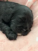 Black girl champion lines , a female Cocker Spaniel for sale in Van, TX – 6 of 6