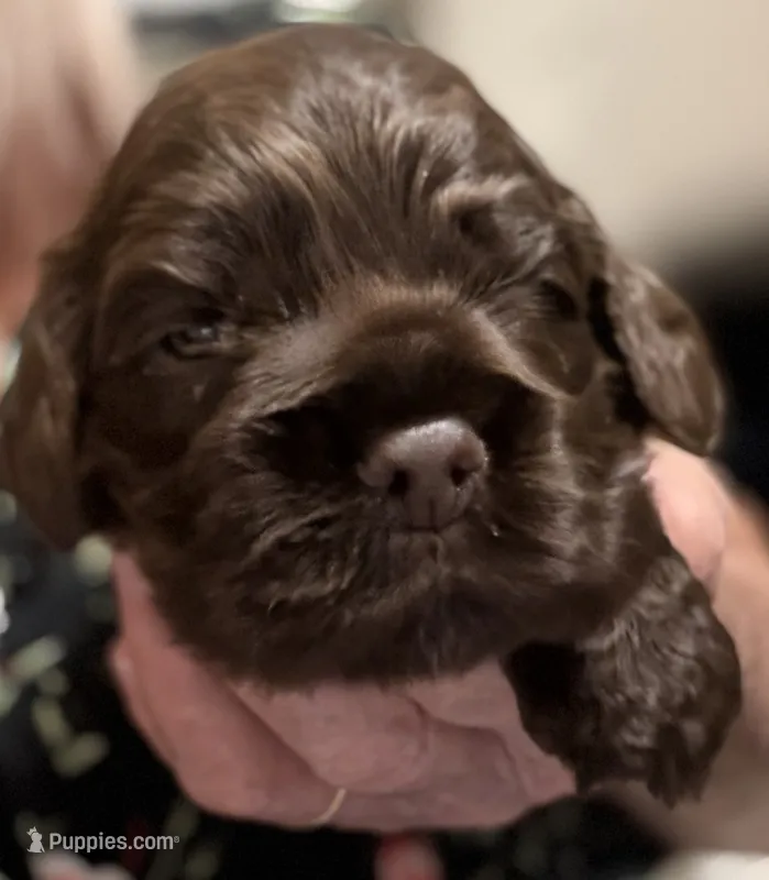 Champion line brown girl  – Cocker Spaniel puppy for sale in Van, TX