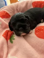Black girl champion lines, a female Cocker Spaniel for sale in Van, TX – 6 of 7
