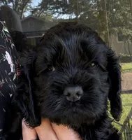 Ch line black boy, a male Cocker Spaniel for sale in Van, TX – 4 of 8
