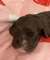 Brown girl champion lines, a female Cocker Spaniel for sale in Van, TX – 8 of 8