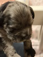 Champion line blue merle, a male Cocker Spaniel for sale in Van, TX – 2 of 7