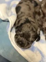 Champion line blue merle, a male Cocker Spaniel for sale in Van, TX – 3 of 7