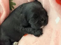 Black girl champion lines , a female Cocker Spaniel for sale in Van, TX – 4 of 6