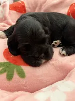 Black girl champion lines, a female Cocker Spaniel for sale in Van, TX – 3 of 7