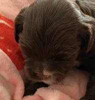 Brown girl champion lines, a female Cocker Spaniel for sale in Van, TX – 5 of 8