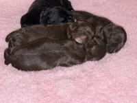 Ch Ln brown girl, a female Cocker Spaniel for sale in Van, TX – Photo 8 of 8