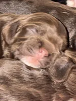 Ch Ln brown girl, a female Cocker Spaniel for sale in Van, TX – Photo 7 of 8