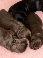Ch Ln brown girl, a female Cocker Spaniel for sale in Van, TX – Photo 6 of 8