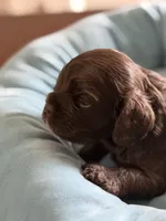Ch Ln brown girl, a female Cocker Spaniel for sale in Van, TX – Photo 3 of 8