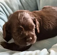 Ch Ln brown girl, a female Cocker Spaniel for sale in Van, TX – Photo 4 of 8