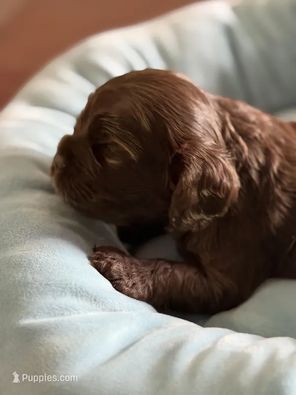 Ch Ln brown girl – Cocker Spaniel puppy for sale in Van, TX