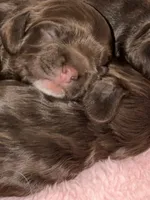 Ch Ln brown girl, a female Cocker Spaniel for sale in Van, TX – Photo 5 of 8