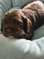 Ch Ln brown girl, a female Cocker Spaniel for sale in Van, TX – Photo 2 of 8