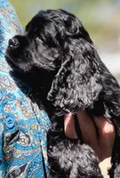 Champion line boy, a male Cocker Spaniel for sale in Van, TX – 3 of 10