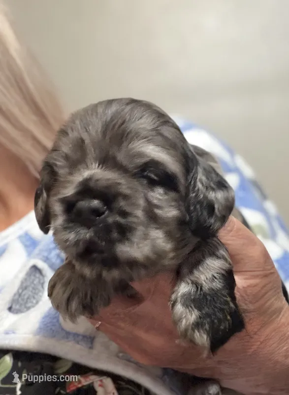 Champion line blue merle – Cocker Spaniel puppy for sale in Van, TX