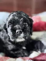 Ch ln Black, a male Cocker Spaniel for sale in Van, TX – Photo 7 of 7