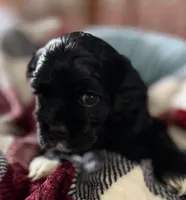 Ch ln Black, a male Cocker Spaniel for sale in Van, TX – Photo 5 of 7