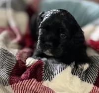 Ch ln Black, a male Cocker Spaniel for sale in Van, TX – Photo 2 of 7