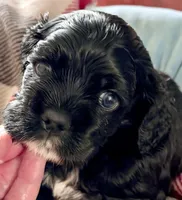 Ch ln Black, a male Cocker Spaniel for sale in Van, TX – Photo 4 of 7