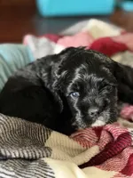 Ch ln Black, a male Cocker Spaniel for sale in Van, TX – Photo 6 of 7
