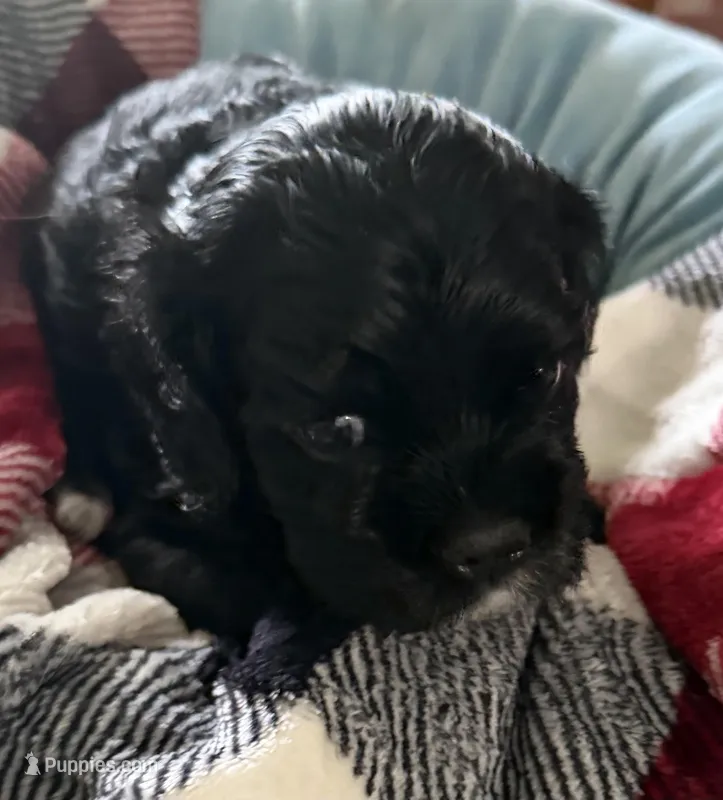 Ch ln Black – Cocker Spaniel puppy for sale in Van, TX