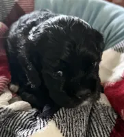 Ch ln Black, a male Cocker Spaniel for sale in Van, TX – Photo 1 of 7