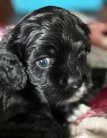 Ch ln Black, a male Cocker Spaniel for sale in Van, TX – Photo 3 of 7